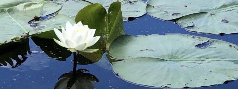 lotus flower